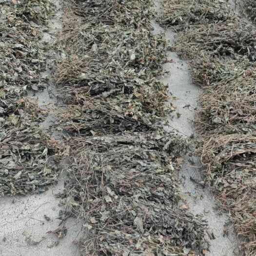 關(guān)于貴州省第七批擬停止推廣主要農(nóng)作物品種的公示解讀
